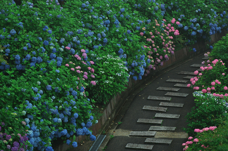 雨の紫陽花寺 善峯寺 前編 花景色 K W C Photoblog 雨の紫陽花寺 善峯寺 前編 花景色 K W C Photoblog
