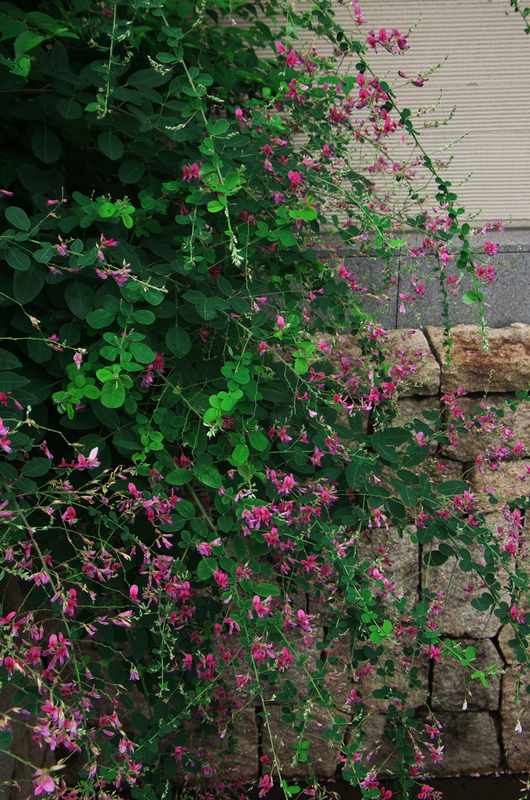 新緑の南禅寺（野村碧雲荘～南禅寺界隈）_f0155048_1344445.jpg