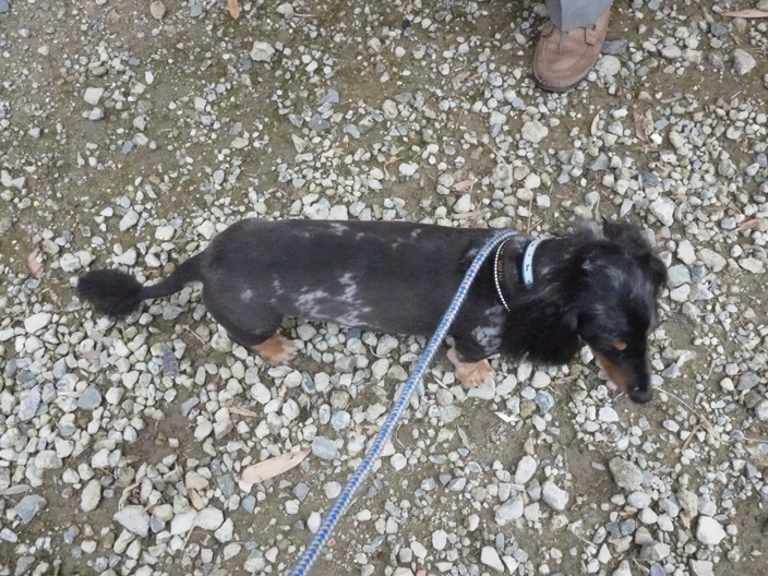 別犬_c0031157_20113100.jpg