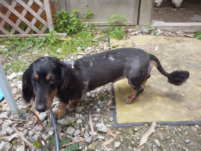 別犬_c0031157_2012231.jpg
