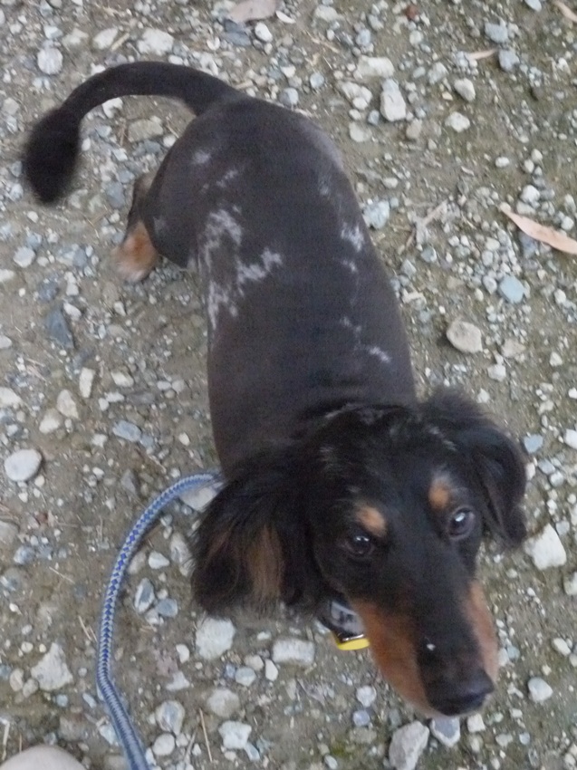 別犬_c0031157_20131378.jpg