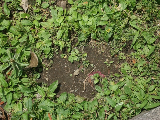d0154964_832049.jpg