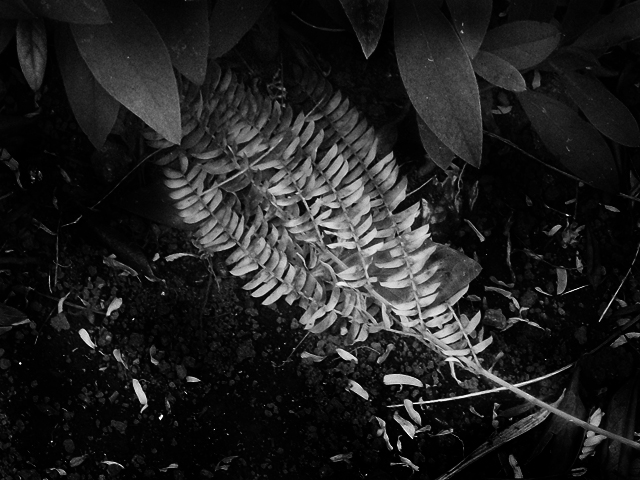 d0154964_88532.jpg