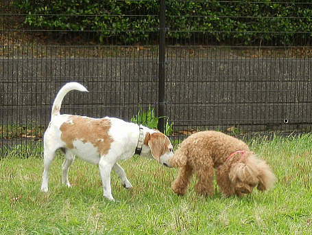 d0152869_21364510.gif