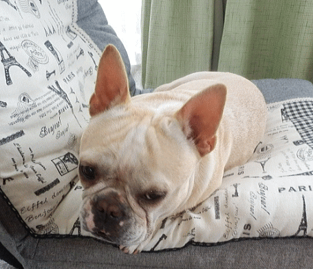 d0152869_21551290.gif