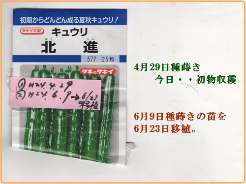 種から育てるきゅうり　　②　・・・が(これが問題)_d0007071_17453232.jpg