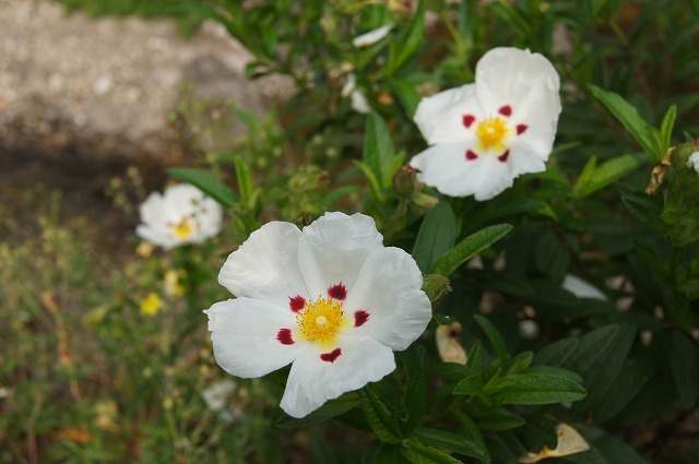 永沢寺花菖蒲園_e0181373_220728.jpg