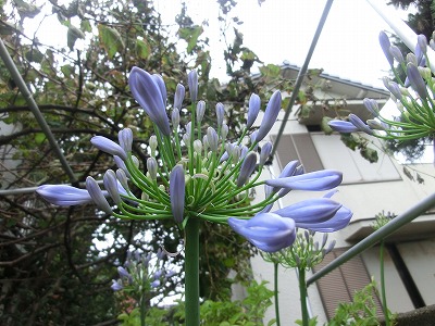 e0222588_1743201.jpg