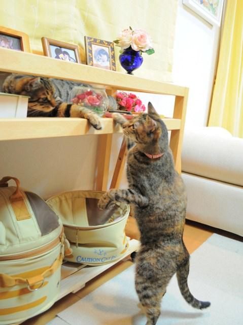 驚いた!_a0126590_0215168.jpg