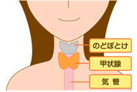 甲状腺と皮膚疾患_b0140293_20585482.gif
