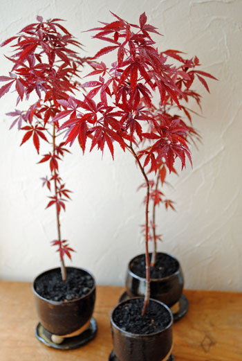 濃紫紅葉（ノムラモミジ）盆栽 SS002 濃紫紅葉(ノムラモミジ)盆栽 SS002 盆栽」春なのに紅葉する