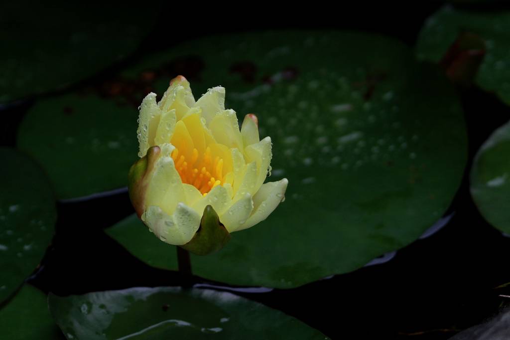 雛10羽誕生/今朝のカワセミ父子(おやこ)/睡蓮の花_b0024798_10295540.jpg