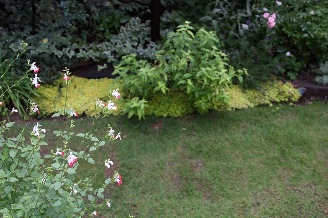a0123003_9463495.jpg