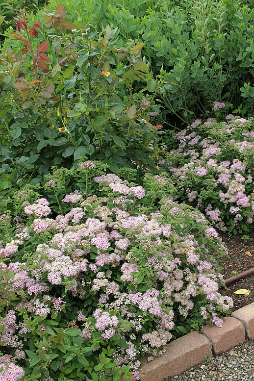 d0166303_00816.jpg