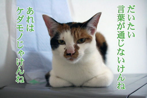e0072606_2131459.jpg