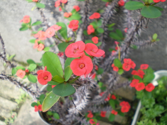 c0137507_8445859.jpg