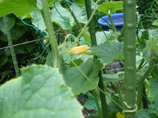 c0137507_8535252.jpg