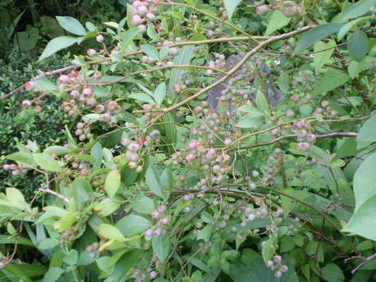 c0137507_855863.jpg