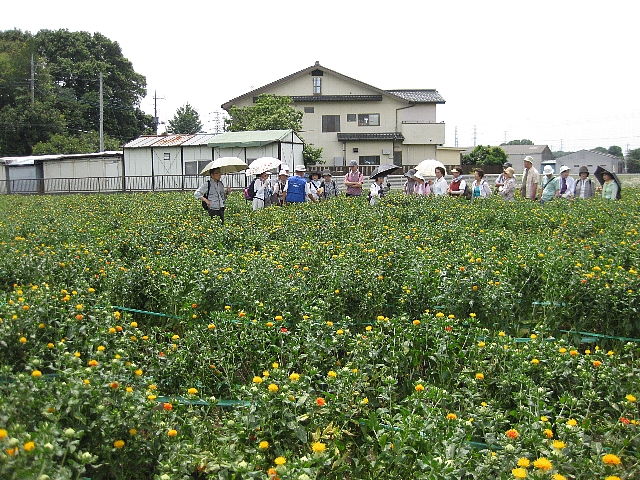 べに花_a0138609_8465269.jpg