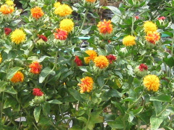べに花_a0138609_848218.jpg