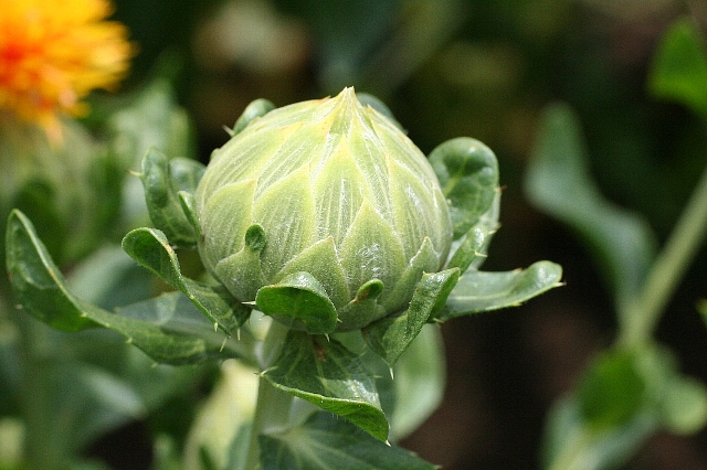 べに花_a0138609_8483537.jpg