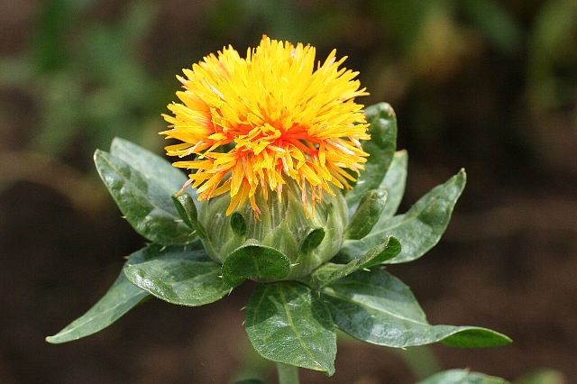 べに花_a0138609_8492049.jpg