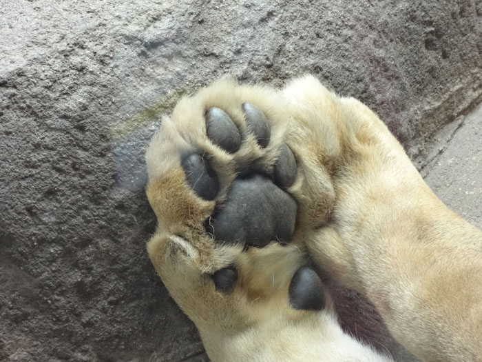 天王寺動物園！！_e0077010_19242825.jpg