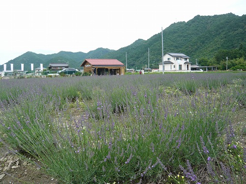 今年も香りいっぱいラベンダー♪♪♪_f0223914_21402386.jpg