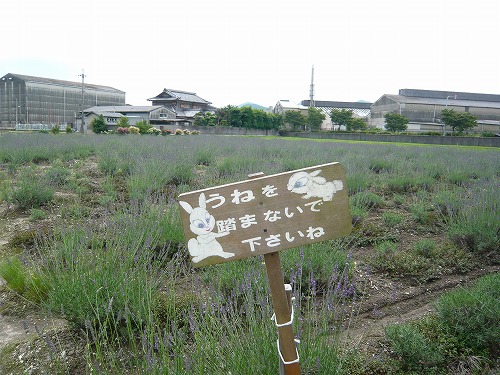 今年も香りいっぱいラベンダー♪♪♪_f0223914_2148833.jpg