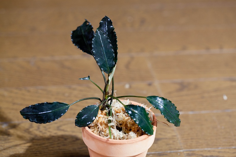 Bucephalandra sp. ”Dark gray” Sarawak (TB) #1 : Vanilla Sky Bucephalandra sp. ”Dark gray” Sarawak (TB) #1 : Vanilla Sky