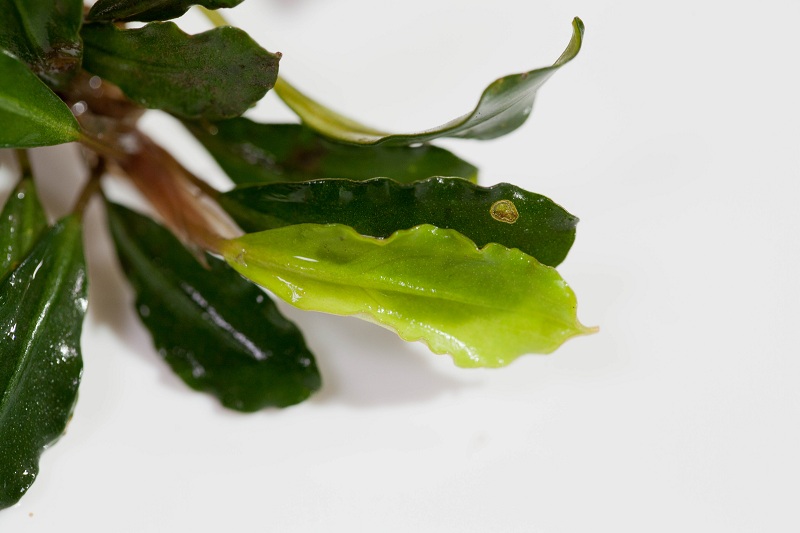 bucephalandra sp. mentarang 1 TB便 増殖株