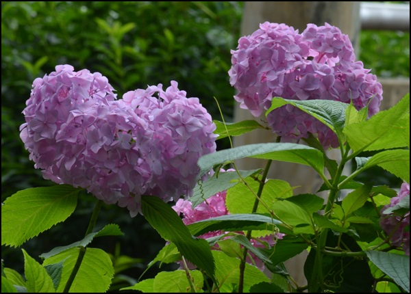 北山公園の菖蒲と石神井公園_c0223117_1439347.jpg