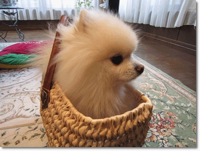 b0167519_11591946.gif