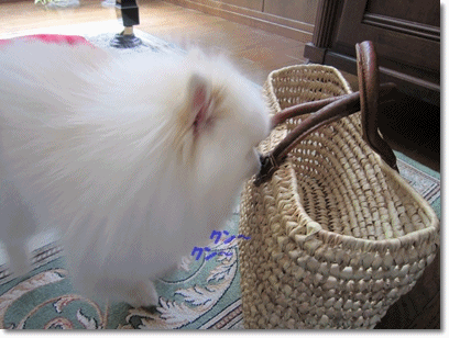 b0167519_12111781.gif