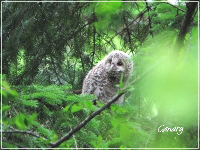 エゾフクロウの雛　夏北海道探鳥シリーズ１　トップバッター  2012年6月20日_d0129921_21322964.jpg