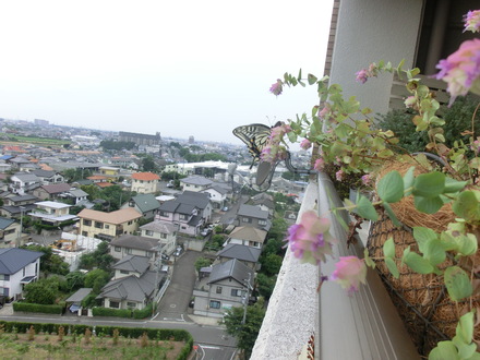 のんびり・・・♪ 6/24①_b0247223_17213961.jpg
