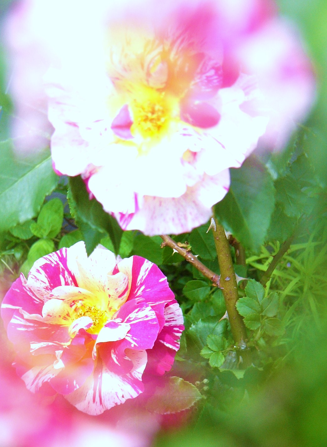 a0146024_16252751.jpg