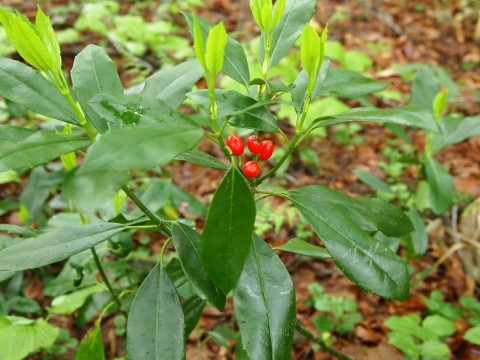b0147224_2301279.jpg