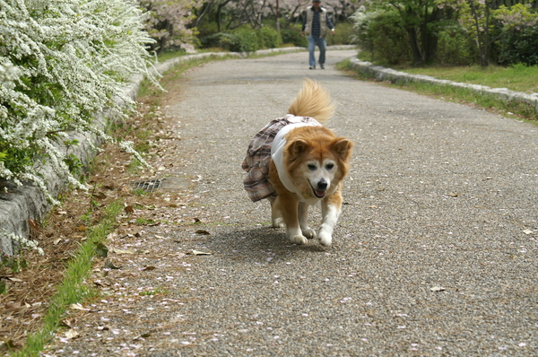 決断しました。_b0173224_1373139.jpg