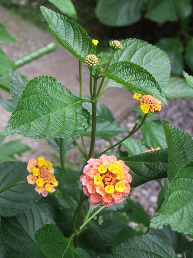 b0089338_1641443.jpg