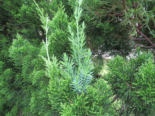 e0259738_7171594.jpg