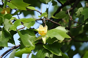 e0156339_9332591.jpg