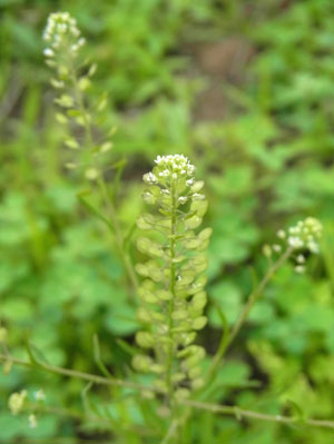 堤防道路のマメグンバイナズナ virginia pepperweed_f0206939_1620534.jpg