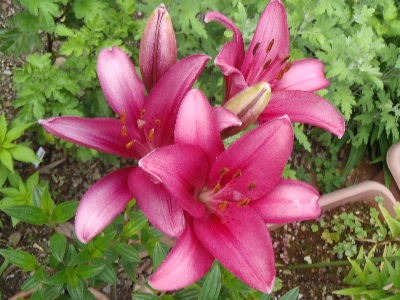 a0054240_20205047.jpg