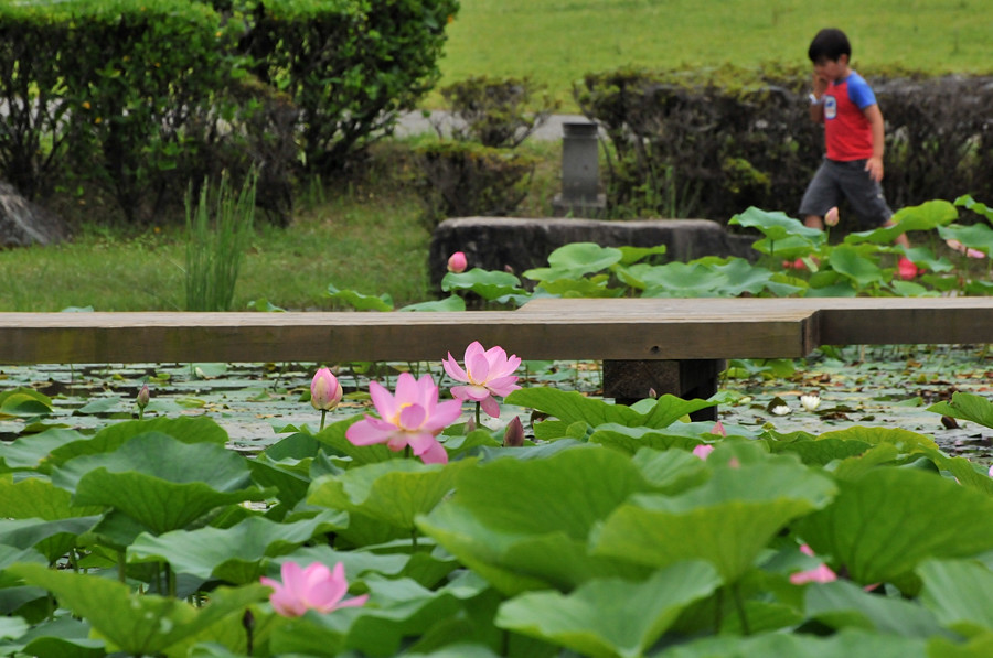 大賀ハス・チョウトンボ（平池公園情報 ）_d0148541_19243645.jpg