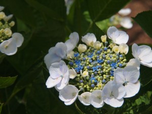 c0119142_814175.jpg