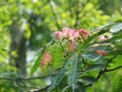 c0119142_836568.jpg