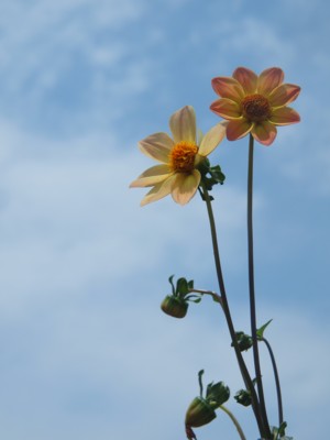c0119142_8414657.jpg