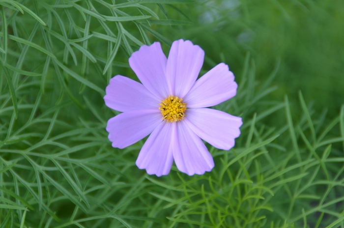 今日の花たち―35_c0202242_10123882.jpg