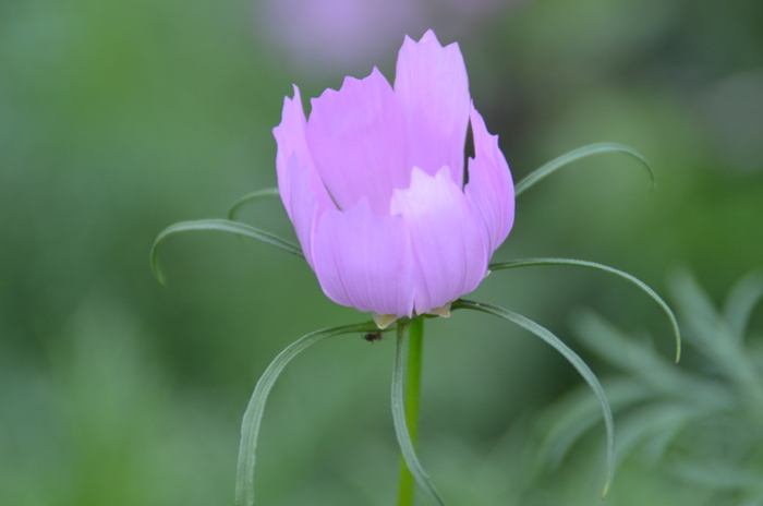 今日の花たち―35_c0202242_10124668.jpg